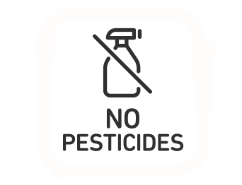 Cannabis senza pesticidi