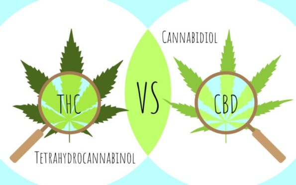 Articolo blog: differenze tra thc e cbd