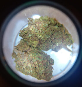 Fiore di Cannabis ingrandita dalla lente