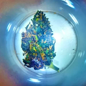 Purple haze cannabis light